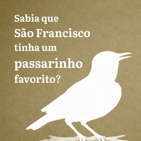 passarinho predileto de são francisco