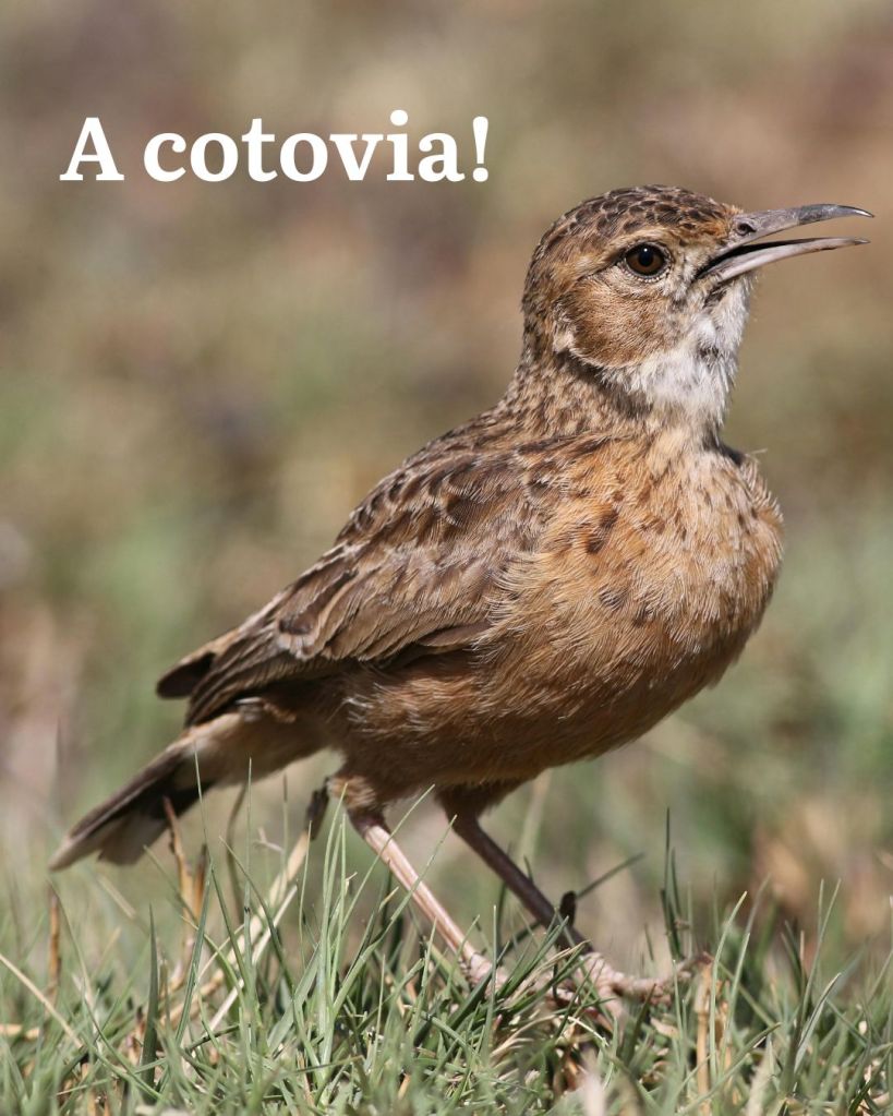 O passarinho predileto de São Francisco de Assis: a Cotovia